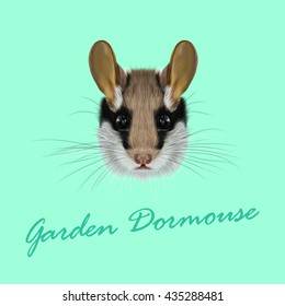 Vector Illustrated Portrait of Garden dormouse. Cute face of fluffy Garden dormouse on green background.