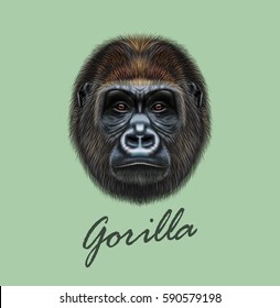 Vector Illustrated portrait of Gorilla male. Cute head of wild ape on green background.