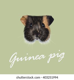 Vector Illustrated portrait of Guinea pig. Cute fluffy tricolor face of domestic guinea pig on green background