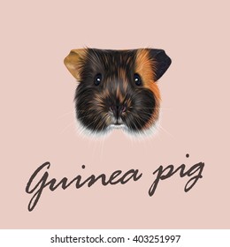 Vector Illustrated portrait of Guinea pig. Cute fluffy tricolor face of domestic guinea pig on pink background