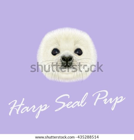 Vector Illustrated Portrait Harp Seal Pup Stock Vector Royalty Free