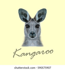 Vector Illustrated portrait of Kangaroo. Cute head of wild Australian mammal on beige background.