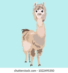 Vector illustrated portrait of Llama or Alpaca on blue background.Llama animal.