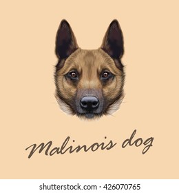 Vector Illustrated Portrait of Malinois dog. Cute face of Shepherd dog on beige background.