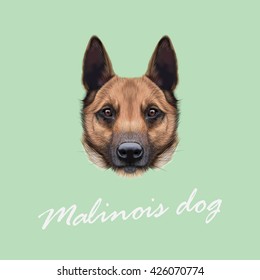 Vector Illustrated Portrait of Malinois dog. Cute face of Shepherd dog on beige background.