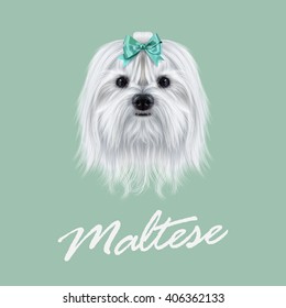 Vector Illustrated portrait of Maltese dog. Cute white fluffy face of domestic dog on green background.