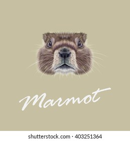 Vector Illustrated portrait of Marmot. Cute face of meadow Rodentia animal on beige background.