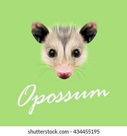 Vector Illustrated Portrait of Opossum. Cute fluffy face of Opossum on green background.