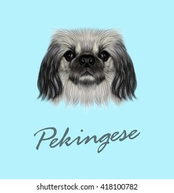 Vector Illustrated Portrait of Pekingese Dog. Cute face of Peking Lion Dog on blue background.