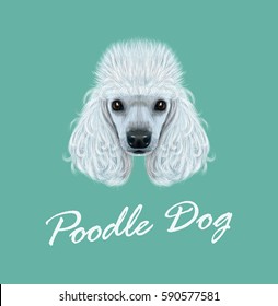 Vector illustrated Portrait of Poodle dog. Cute face of domestic breed dog on blue background.