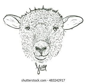 Vector illustrated Portrait of Ram or sheep on white background. 