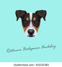 Vector illustrated Portrait of Ratonero Bodeguero Andaluz dog. Cute face of domestic dog on blue background.