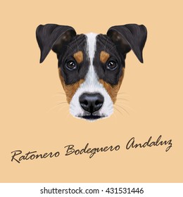 Vector illustrated Portrait of Ratonero Bodeguero Andaluz dog. Cute face of domestic dog on beige background.