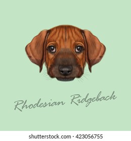 Vector Illustrated Portrait of Rhodesian Ridgeback dog. Cute orange face of domestic puppy on green background.