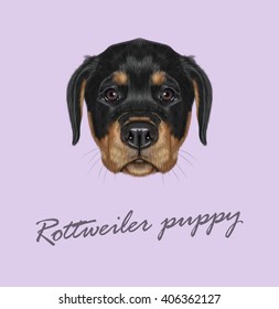 Vector Illustrated portrait of Rottweiler puppy. Cute face of domestic dog on violet background.