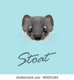 Vector Illustrated portrait of Stoat. Cute face of grey stoat on blue background.