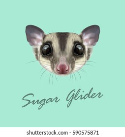 Vector Illustrated portrait of Sugar glider. Cute head of wild Australian mammal on blue background.