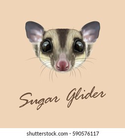 Vector Illustrated portrait of Sugar glider. Cute head of wild Australian mammal on tan background.