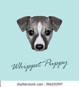 Vector Illustrated Portrait of Whippet puppy. Cute face of domestic dog on blue background.