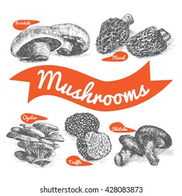 Vector illustrated Set #1 of Mushrooms. Illustrative sorts of mushrooms