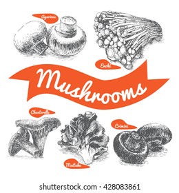 Vector illustrated Set #2 of Mushrooms. Illustrative sorts of mushrooms