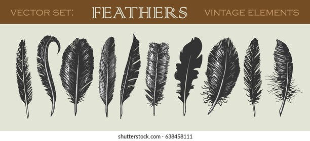 Vector illustrated set of ten vintage feathers isolated on gray background.