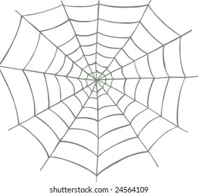 Vector illustrated spider web on white background