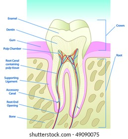 Vector Illustrated Tooth Diagram Cross Section with Labels