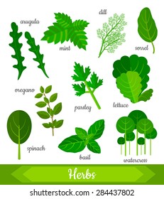 Vector illustration of 10 fresh herbs: arugula, mint, dill, sorrel, oregano, parsley, lettuce, spinach, basil, watercress. Organic vegetarian food. Vector design set.