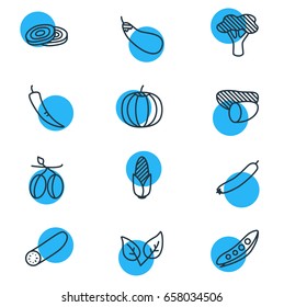 Vector Illustration Of 12 Food Icons. Editable Pack Of Peppermint, Gourd, Tuber And Other Elements.