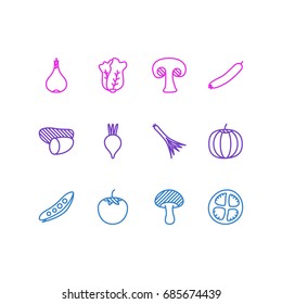 Vector Illustration Of 12 Vegetables Icons. Editable Pack Of Legume, Mushroom, Garlic And Other Elements.