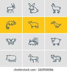 Vector illustration of 12 zoo icons line style. Editable set of chameleon, toucan, pig and other icon elements.