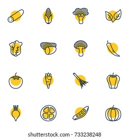 Vector Illustration Of 16 Food Icons. Editable Pack Of Maize, Turnip, Green Onion And Other Elements.