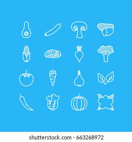 Vector Illustration Of 16 Vegetables Icons. Editable Pack Of Tuber, Beet, Root Vegetable And Other Elements.