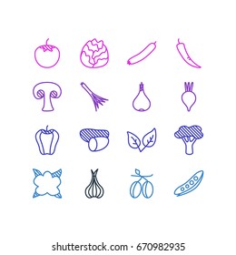 Vector Illustration Of 16 Vegetables Icons. Editable Pack Of Sativum, Cole, Fungi And Other Elements.