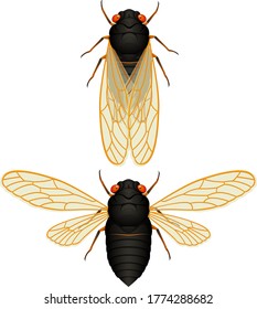 Vector illustration of a 17-year cicada ("locust"), with wings both folded and spread.