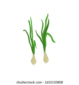 Vector illustration with 2 fresh spring green onions. Organic farm product for a healthy diet. packaging, labels on the market, price tags