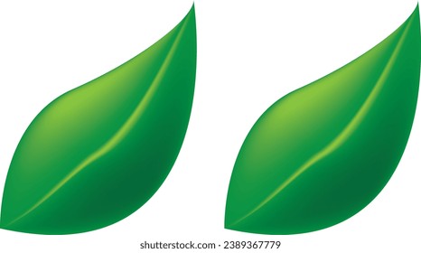 vector illustration of 2 green leaves