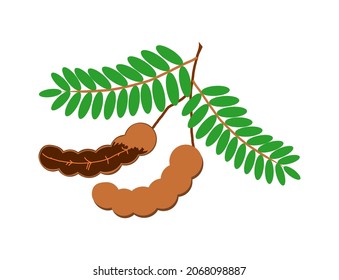 Vector illustration of 2 tamarind with leaves on white background.