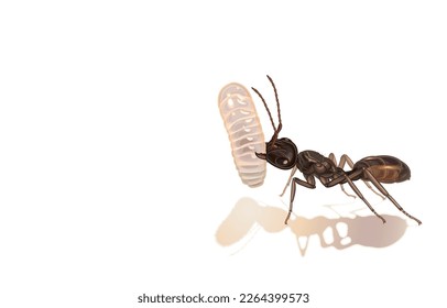 Vector illustration of 2 types of adult female queen ants,fully-claustra prenolepis imparis,semi-claustra pachycondyla impressa,wings fall off,reproductive age,on white.invasive species,eusociality.