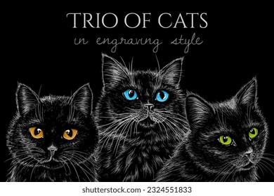 Vector illustration of 3 black cats on a black background with different colored eyes in the style of engraving