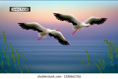 Vector illustration of 3D clipart cranes, storks fly in the morning over the lake, spring or summer landscape, large birds fly up from the grass on the shore