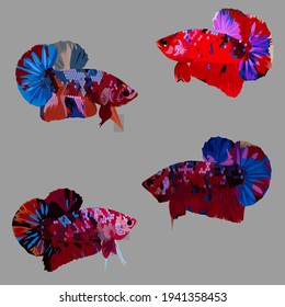 a vector illustration of 4 beautiful betta fish