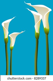 Vector illustration of 4 calla lillies