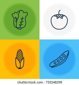 Vector Illustration Of 4 Vegetables Icons. Editable Pack Of Chinese Cabbage, Legume, Maize And Other Elements.