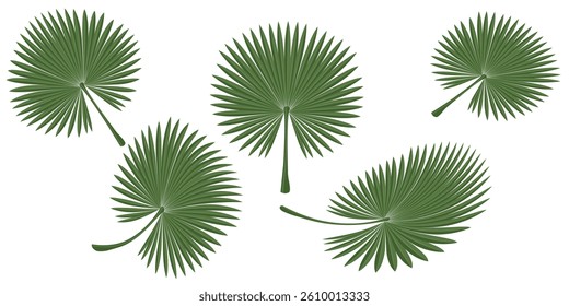 Vector illustration of 5 rounded tropical palm leaves. Flat, clean, minimalistic style. Perfect for summer designs, packaging, eco-friendly concepts, backgrounds, or botanical projects