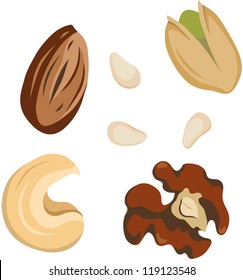 Vector illustration of 5 sorts of nuts: walnut, pistachio, cashew, almond and pine nut