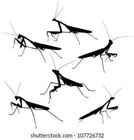 Vector illustration of 6 praying mantis