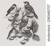 Vector illustration of 6 winter birds on a rowan branch. Waxwing, robin, bullfinch and blue jay in engraving style