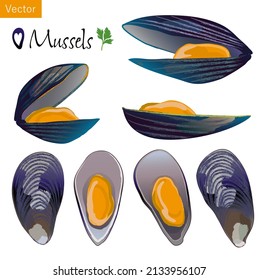 Vector illustration of 7 mussels.
Fresh seafood.